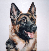 German Shepard Acrylic Pet Portrait by Donna Bobrowski.